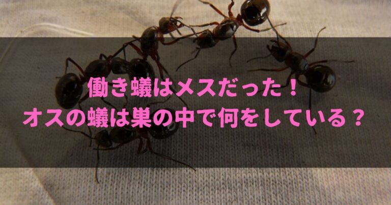 働き蟻はメスだった！オスの蟻は巣の中で何をしている？